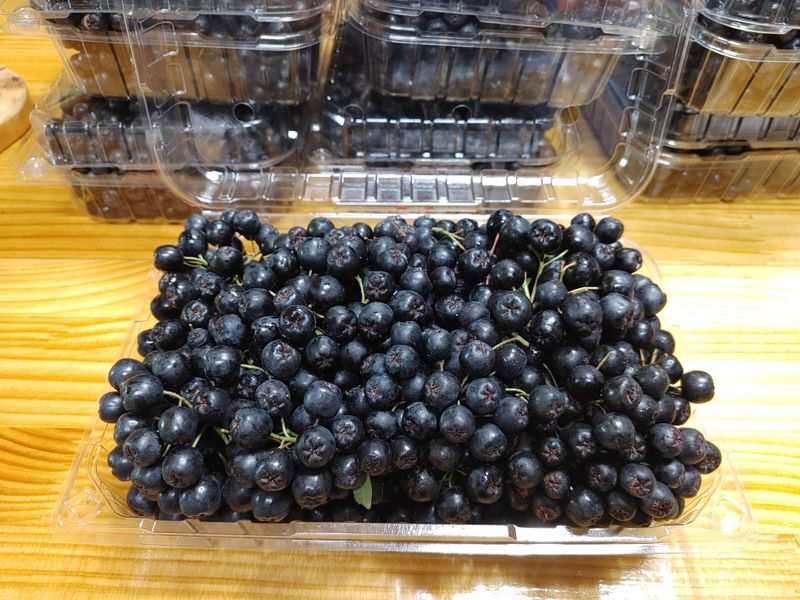 약초를사랑한짱아줌마님의 장터 판매 상품 [생아로니아1kg] 첨부 사진
