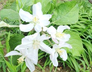 김선례님의 농사, 무엇이든 물어보세요! · 참여글 작성글 사진