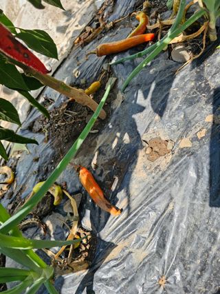 farmer님의 자유주제 · 자유게시판 작성글 사진