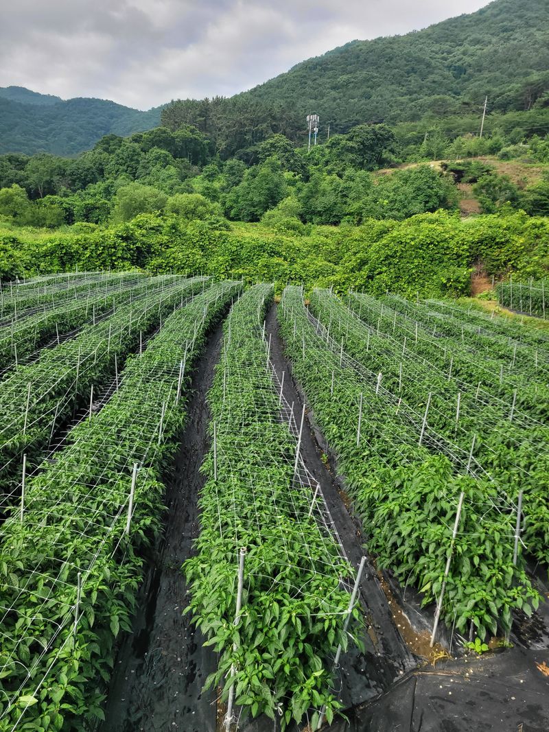 김선순(공룡자색마)님의 장터 판매 상품 [고추가루1근(600g) ] 첨부 사진