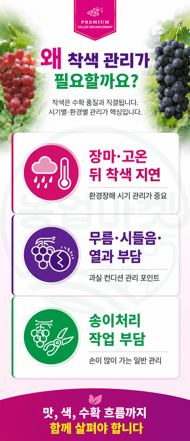 농업마켓365님의 장터 판매 상품 [융전 퀵깔라탄 500ml 포도전용착색제 포도착색영양제 송이처리제 대체제 식물영양제] 첨부 사진
