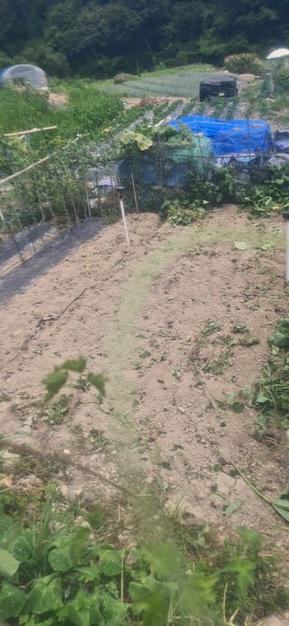 텃밭농부상철이님의 자유주제 · 자유게시판 작성글 사진