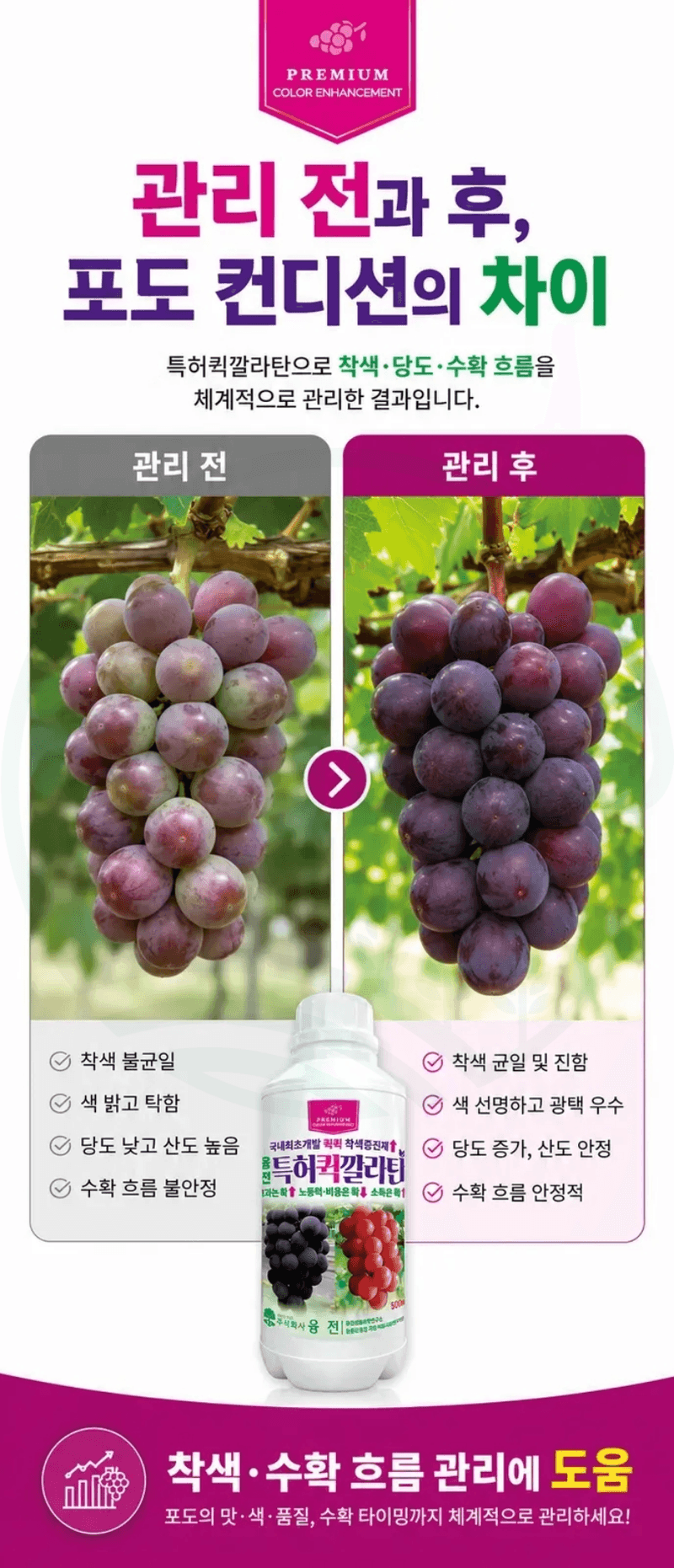 농업마켓365님의 장터 판매 상품 [융전 퀵깔라탄 500ml 포도전용착색제 포도착색영양제 송이처리제 대체제 식물영양제] 첨부 사진