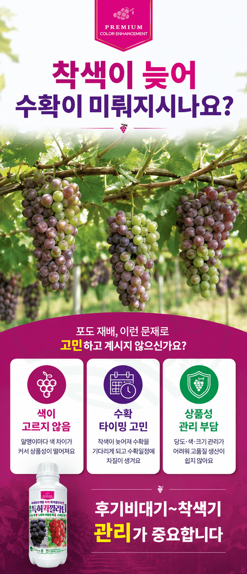 농업마켓365님의 장터 판매 상품 [융전 퀵깔라탄 500ml 포도전용착색제 포도착색영양제 송이처리제 대체제 식물영양제] 첨부 사진