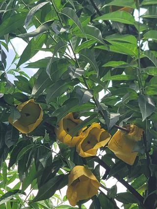 김안식~납작복숭아님의 자유주제 · 자유게시판 작성글 사진