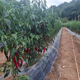 오영도님의 자유주제 · 자유게시판 작성글 사진
