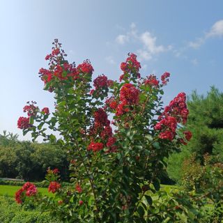 삼성농산님의 자유주제 · 자유게시판 작성글 사진