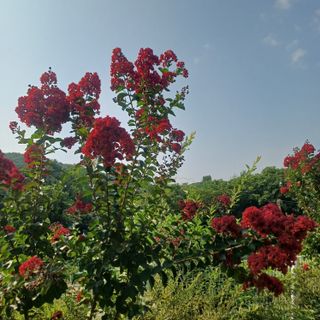 삼성농산님의 자유주제 · 자유게시판 작성글 사진