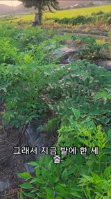 조한솔님의 자유주제·자유게시판 작성글 사진