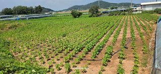 황규복(달구지)님의 자유주제 · 자유게시판 작성글 사진