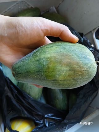 화우농원님의 자유주제 · 자유게시판 작성글 사진