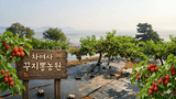 차여사농원 머슴님의 자유주제·자유게시판 작성글 사진