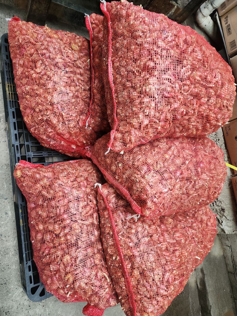 정대장님의 장터 판매 상품 [햇쪽파 5kg 이상 키로 4천원] 첨부 사진