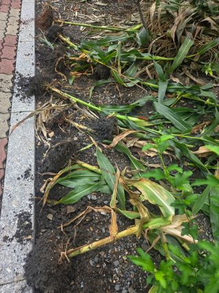 김용대님의 자유주제 · 자유게시판 작성글 사진