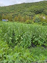 충골못님의 자유주제·자유게시판 작성글 사진