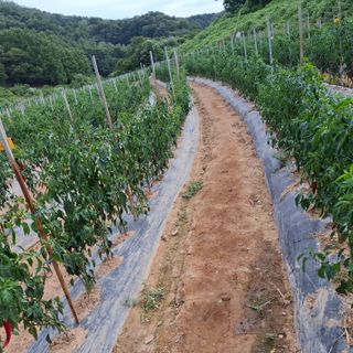 오영도님의 자유주제 · 자유게시판 작성글 사진