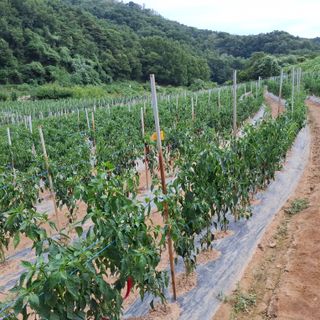 오영도님의 자유주제 · 자유게시판 작성글 사진