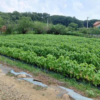 농업사랑 진영자님의 자유주제 · 자유게시판 작성글 사진