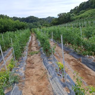 오영도님의 자유주제 · 자유게시판 작성글 사진