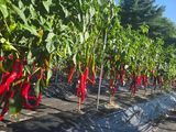 팜모닝 자유주제·자유게시판 게시글 이미지