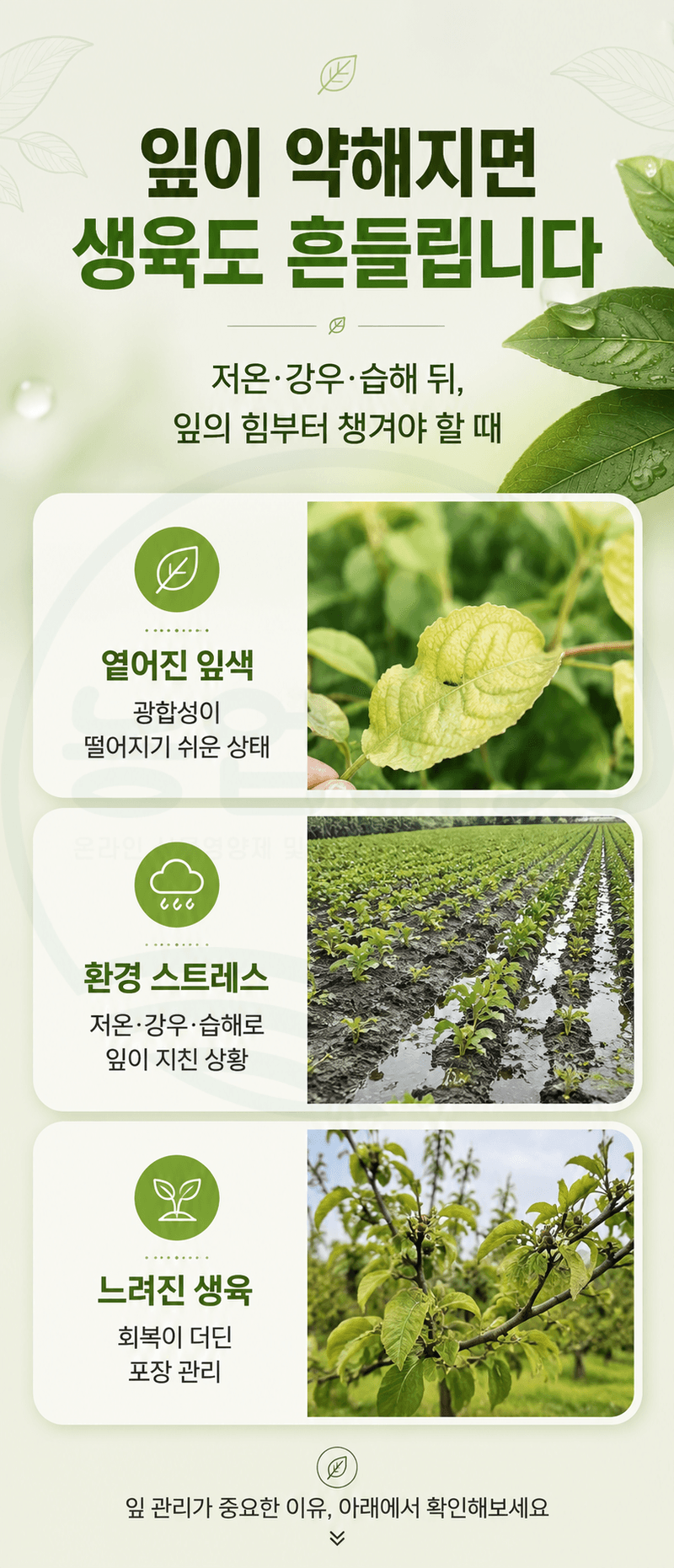 농업마켓365님의 장터 판매 상품 [바이오플랜 녹색탄 500ml 광합성촉진제 갈반병예방 천공병예방 엽록소강화 생육회복제 식물영양제] 첨부 사진