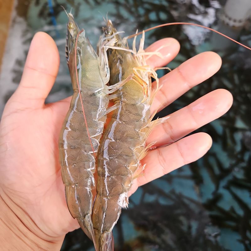 장터 상품 [산지직송 활 흰다리새우 1kg 생새우 생물 대하] 썸네일