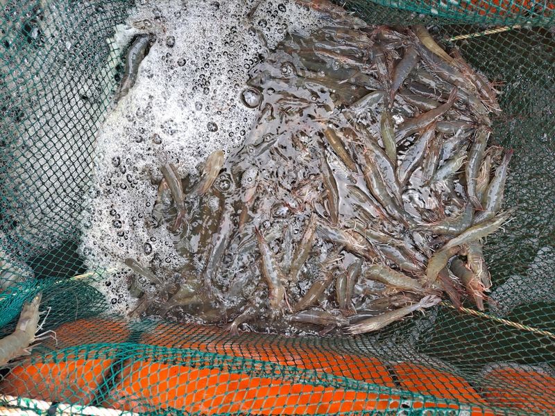 팜포켓님의 장터 판매 상품 [산지직송 활 흰다리새우 1kg 생새우 생물 대하] 첨부 사진