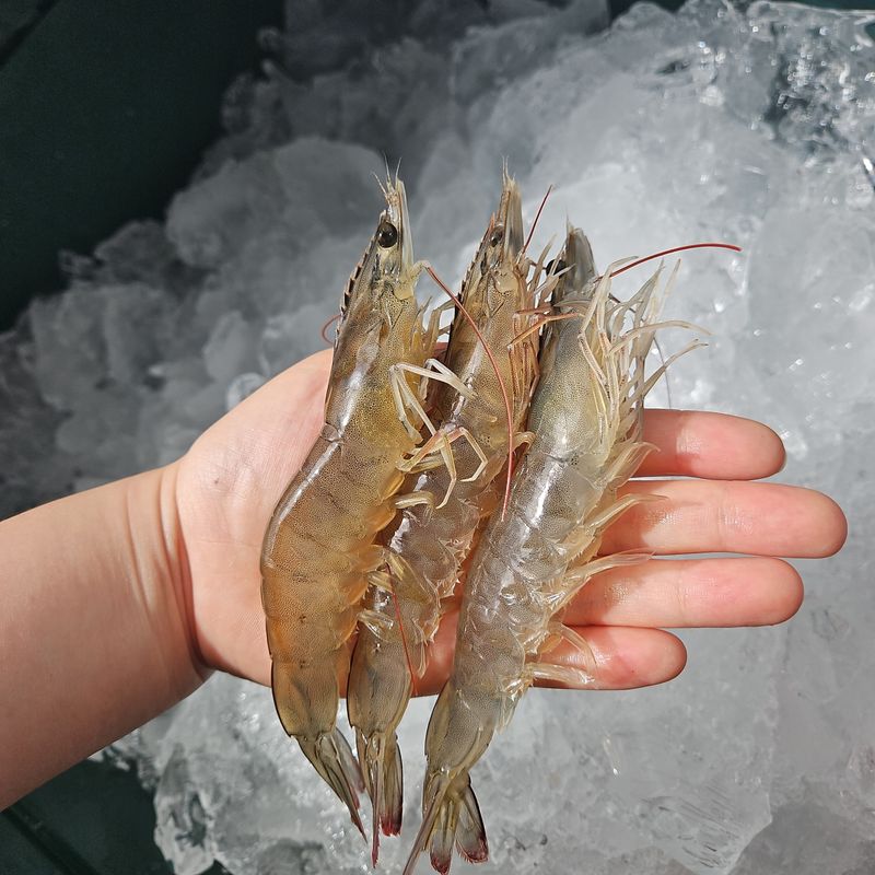 팜포켓님의 장터 판매 상품 [산지직송 활 흰다리새우 1kg 생새우 생물 대하] 첨부 사진