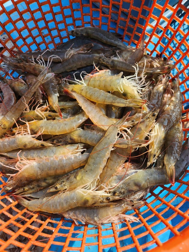 팜포켓님의 장터 판매 상품 [산지직송 활 흰다리새우 1kg 생새우 생물 대하] 첨부 사진
