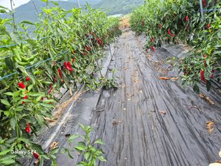 사천시향촌동 돼지띠님의 자유주제 · 자유게시판 작성글 사진