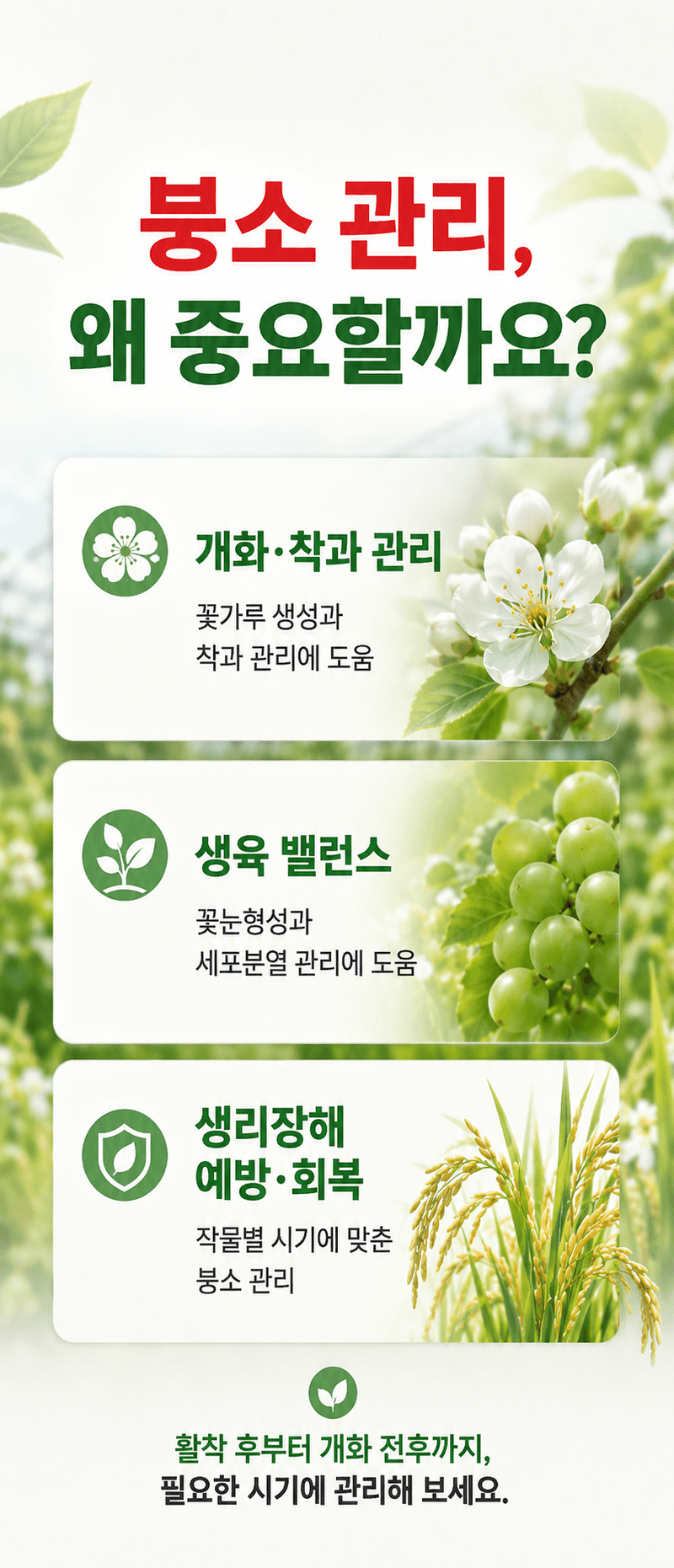 농업마켓365님의 장터 판매 상품 [융전 물붕산 250ML 고농도 액상 붕소 착과 개화 관리 생리장해 관리] 첨부 사진