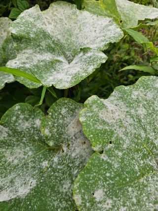 farmer님의 자유주제 · 자유게시판 작성글 사진