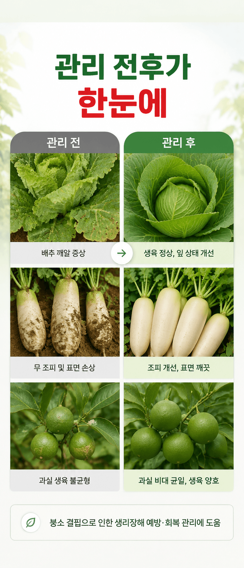 농업마켓365님의 장터 판매 상품 [융전 물붕산 250ML 고농도 액상 붕소 착과 개화 관리 생리장해 관리] 첨부 사진