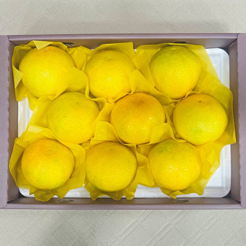 장터 상품 [무료배송 제주 고당도 황금향 3kg 4.5kg 로얄과 가정용 선물용 산지직송] 썸네일