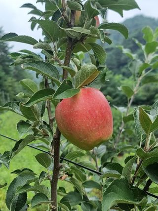 호랑이와인성이님의 작성글 사진