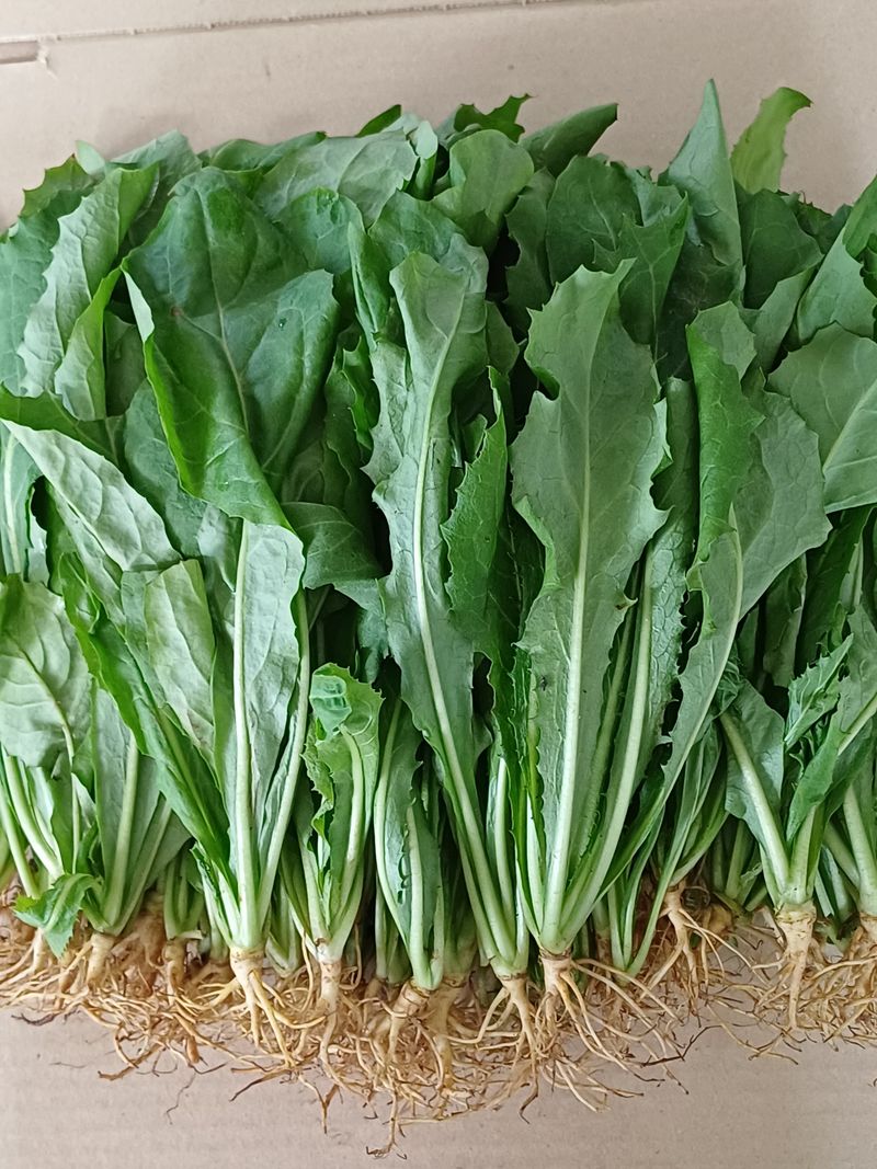 장터 상품 [고들빼기1kg] 썸네일