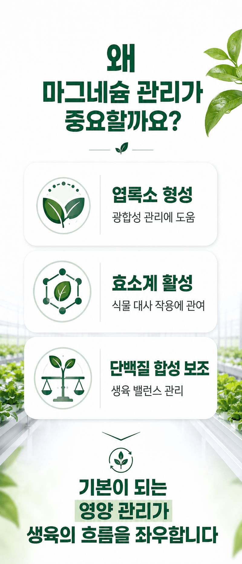 농업마켓365님의 장터 판매 상품 [K+S 독일산 황산마그네슘 7수염 25kg 양액용 관비용 광합성 촉진] 첨부 사진