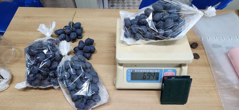 도기백님의 장터 판매 상품 [블랙웨이치 신품종포도 2kg] 첨부 사진