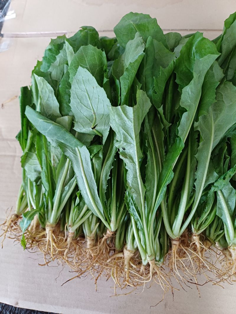 포천종삼농사꾼님의 장터 판매 상품 [고들빼기1kg] 첨부 사진