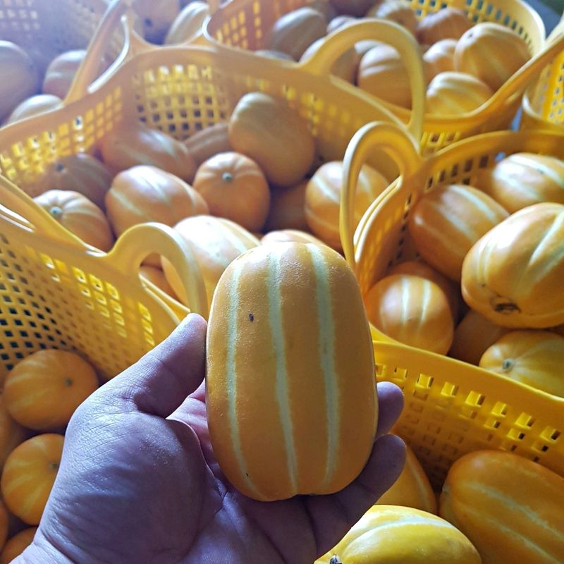 장터 상품 [성주 참외 가정용 랜덤과 10kg (8/21~23일 한정)] 썸네일