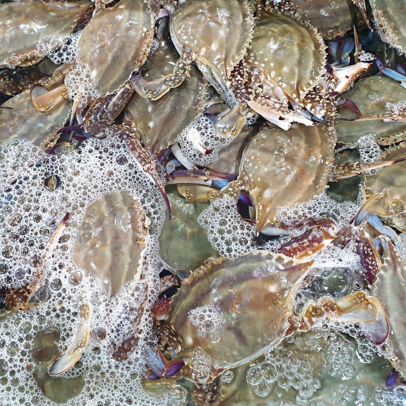 팜포켓님의 장터 판매 상품 [국내산 활 숫꽃게 2kg 가을 제철 생물 산지직송 찜 탕] 첨부 사진