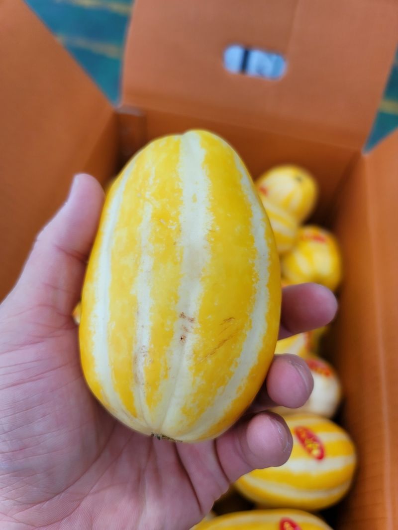 팜포켓님의 장터 판매 상품 [성주 참외 가정용 랜덤과 10kg (8/21~23일 한정)] 첨부 사진