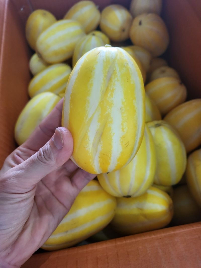 팜포켓님의 장터 판매 상품 [성주 참외 가정용 랜덤과 10kg (8/21~23일 한정)] 첨부 사진