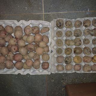 삼성농산님의 감자 · 자유게시판 작성글 사진