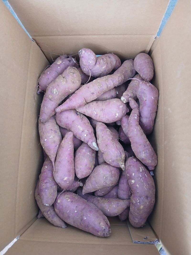 차병환 다복농장님의 장터 판매 상품 [10.5kg] 첨부 사진