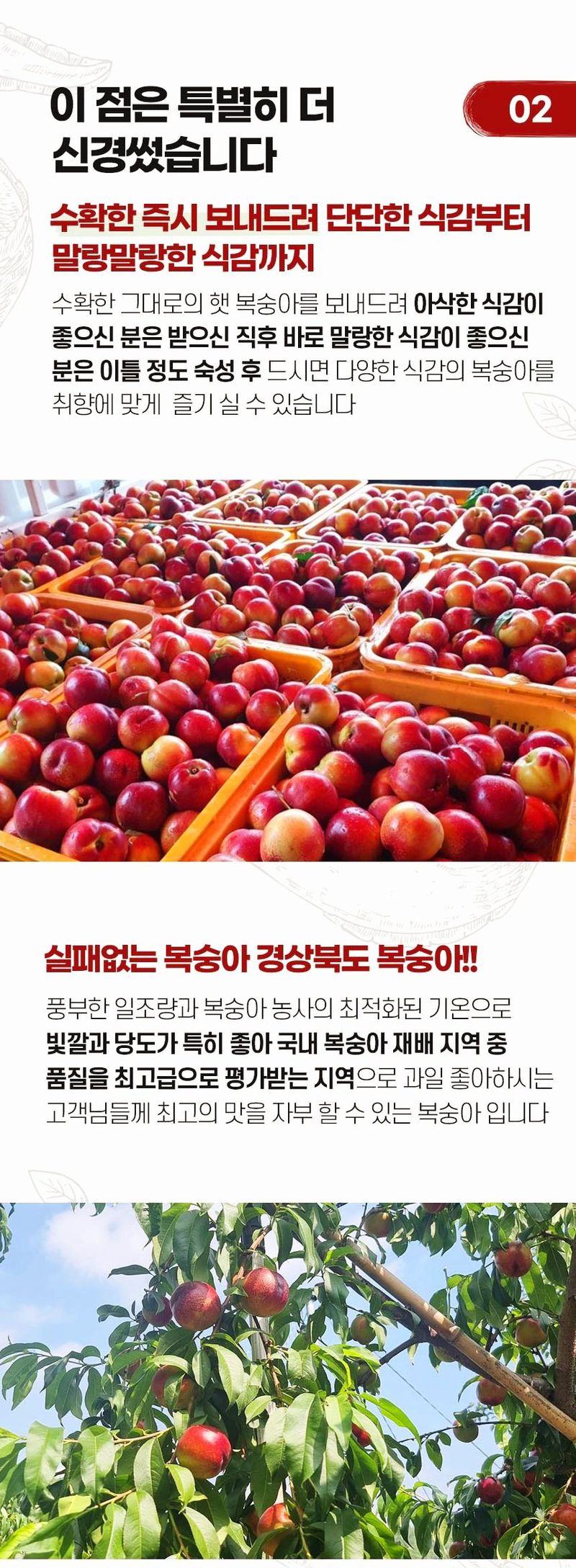 자두14488님의 장터 판매 상품 [천도 복숭아 꼬마과 5kg (58-69과)] 첨부 사진