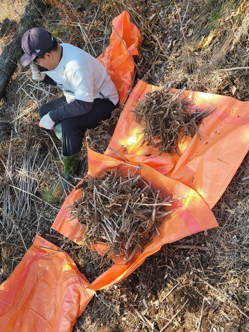김낙성님의 장터 판매 상품 [참두릅묘목] 첨부 사진