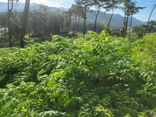 김낙성님의 작성글 사진