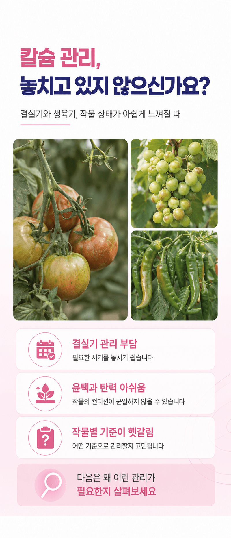 농업마켓365님의 장터 판매 상품 [파워칼B 액제 500ml 칼슘 21% 붕소 4% 식물칼슘제 유기산킬레이트칼슘 식물영양제] 첨부 사진