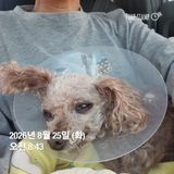 민들레님의 자유주제·자유게시판 작성글 사진